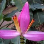 Musa velutina Flor