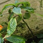 Impatiens auricoma Vekstform