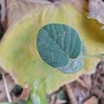 Rhynchosia minima Leaf