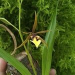 Prosthechea pastoris Flower