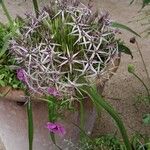 Allium cristophii Floare