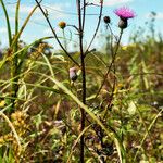 Cirsium muticum Habit