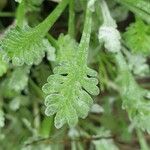 Achillea umbellata Deilen