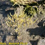 Salicornia stricta 形態