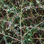 Salsola tragus Flors