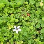 Lobelia pedunculata Λουλούδι