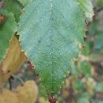 Betula ermanii 葉