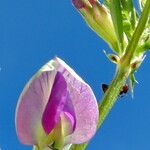Vicia lathyroides Fleur