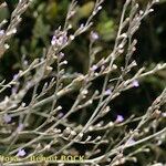 Limonium humile Other