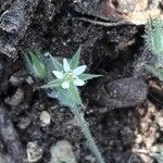 Arenaria serpyllifolia Flor