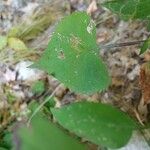 Symphyotrichum cordifolium Листок