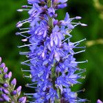 Veronica longifolia Цвят