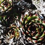 Sempervivum calcareum Лист