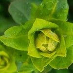 Euphorbia hirsuta 花