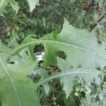Lactuca floridana Hoja