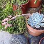 Echeveria laui ഇല