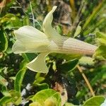 Barleria robertsoniae Flower