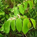 Dalbergia ecastaphyllum Leaf