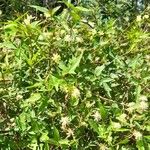 Clematis campestris Hábito