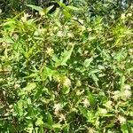 Clematis campestris Агульны выгляд