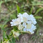 Achillea ptarmica Virág