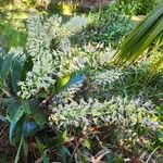 Dendrobium speciosum Flower