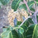 Rhus ovata Flower