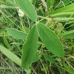 Ophrestia hedysaroides 葉