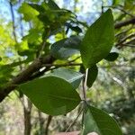 Lonicera periclymenum Leaf