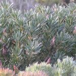 Protea repens Foglia