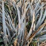 Ophiopogon planiscapus 葉