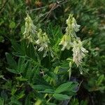 Astragalus frigidus Blüte