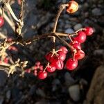 Solanum dulcamara Gyümölcs