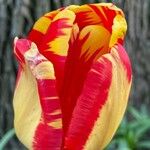 Tulipa grengiolensis Flower