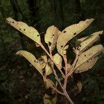 Ocotea nigra Muu