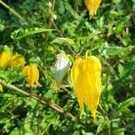 Clematis tangutica Floare