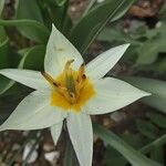 Tulipa turkestanica Flor