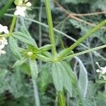 Galium mollugo Ліст