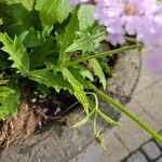 Verbena rigida Hoja