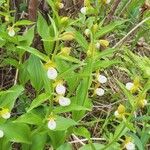 Cypripedium californicum Flor