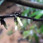 Diospyros bipindensis Flor
