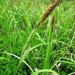 Carex lacustris Fruit