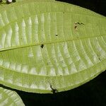 Miconia gracilis Hoja