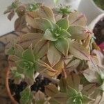 Aeonium leucoblepharum Liść