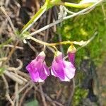 Lathyrus palustris Fleur