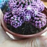 Mammillaria vetulaList