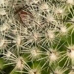 Mammillaria matudae Blad