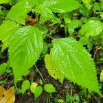 Laportea canadensis Blad