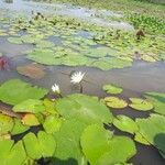 Nymphaea ampla Ліст