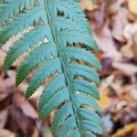 Polystichum aculeatumList